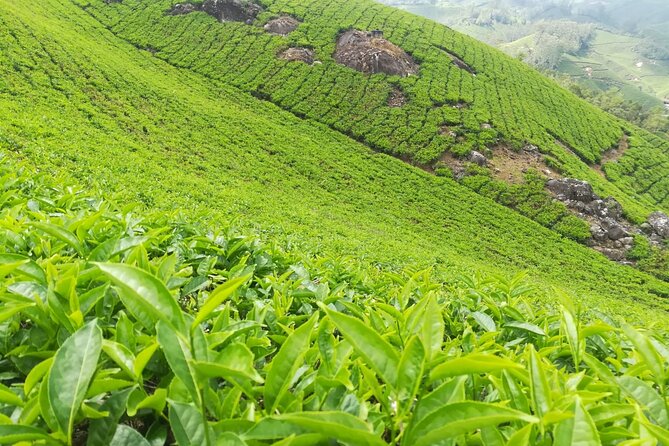 Green Magic One Night Two Days Trip to Munnar - FAQ