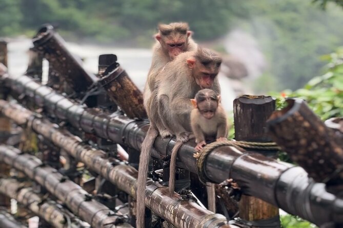 Athirappilly Waterfalls Day Trip from Kochi with Transfers - Athirappilly Waterfalls Day Trip from Kochi with Transfers: A Complete Review