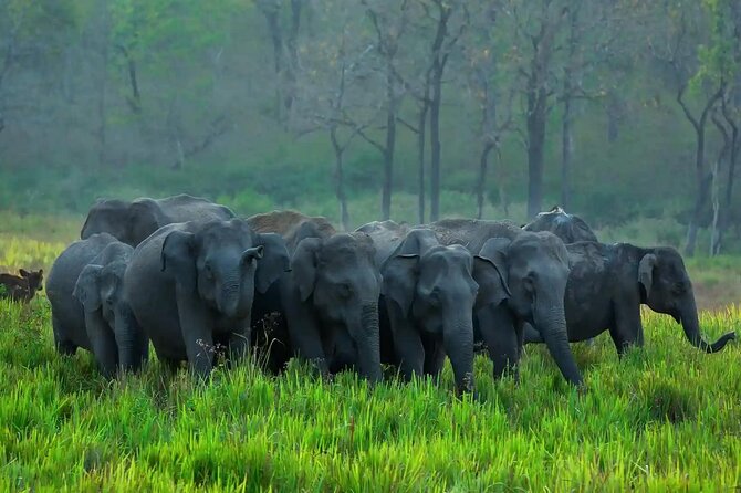 Kerala 6 Day Tour Munnar Thekkady Alleppey Kovalam Beaches - Exploring Munnar’s Charms