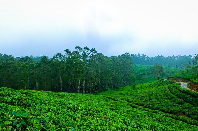 Kerala 6 Day Tour Munnar Thekkady Alleppey Kovalam Beaches - A Unique Stay on the Backwaters
