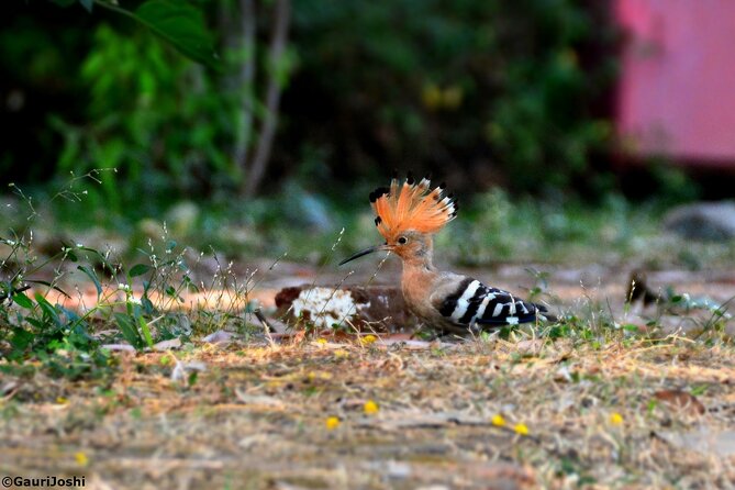 Walking Tour of Maharashatra Nature Park - What Travelers Are Saying (Based on reviews)