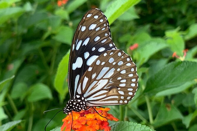 Walking Tour of Maharashatra Nature Park - FAQ
