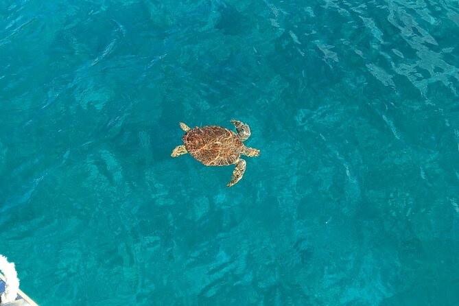 I Like Turtles Private Sailing and Snorkeling from Sapphire - A Well-Balanced Adventure for Authentic Travelers