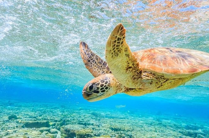 I Like Turtles Private Sailing and Snorkeling from Sapphire - Final Thoughts: Who Should Book This Tour?