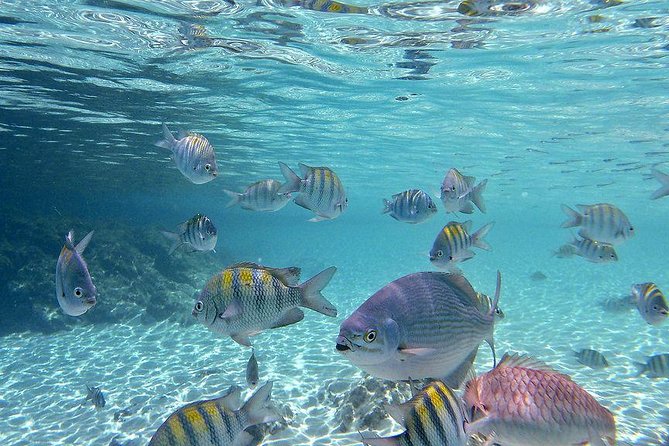 Paradise Taxi & Tours USVI-St Thomas- Airport Transfer Sapphire / Crystal Cove - Authentic Experiences and Insights from Reviews