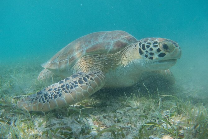Full Day Private Charter, Snorkel St. John (12 guests, 55 yacht) - Snorkel Stops and Beach Visits