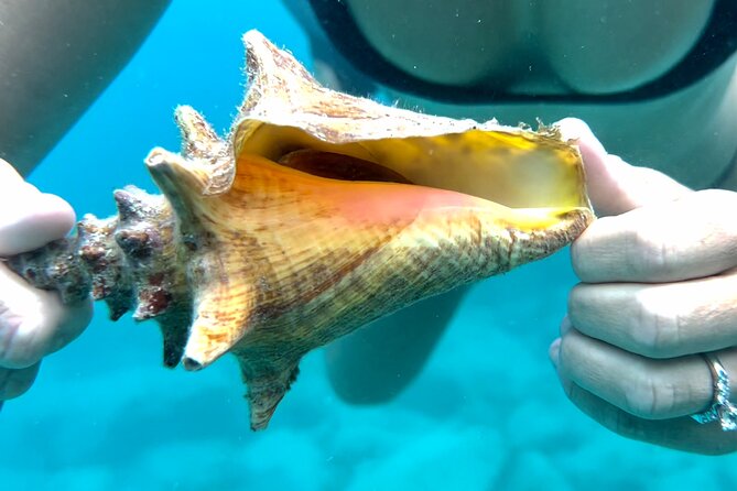 Private Luxury Catamaran Half Day Charter - Key Points