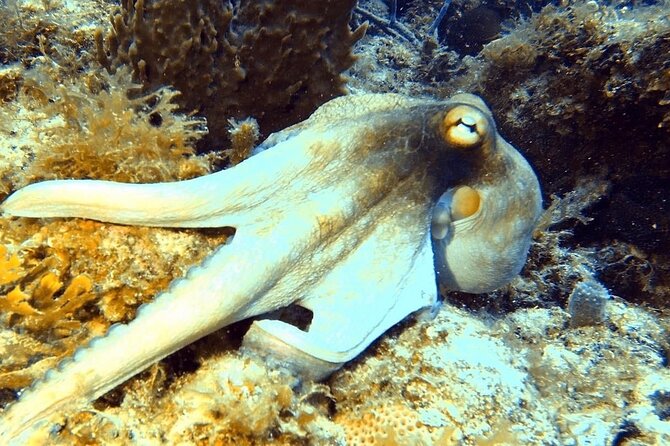 Island Wreck and Reef Scuba Excursion - Logistics: Meeting Point and Duration