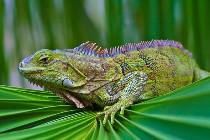 Sunset Kayak Tour in the Mangrove Lagoon, St Thomas - Final Thoughts