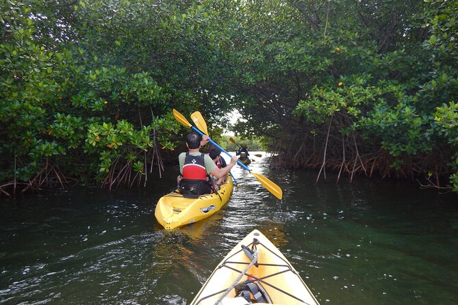 Sunset Kayak Tour in the Mangrove Lagoon, St Thomas - Sunset Kayak Tour in the Mangrove Lagoon, St Thomas