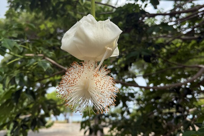 Magens Bay Nature Walk & premium hands-free Hobie Kayak Adventure - Detailed Review of the Magens Bay Nature Walk & Kayak Tour