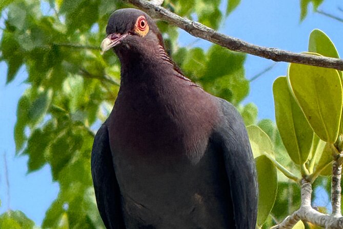 Magens Bay Nature Walk & premium hands-free Hobie Kayak Adventure - Final Thoughts: Is This Tour Worth It?