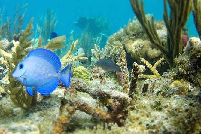 The Baths, Virgin Gorda, Cooper Island & Norman Island Snorkel - A Deep Dive into the Experience