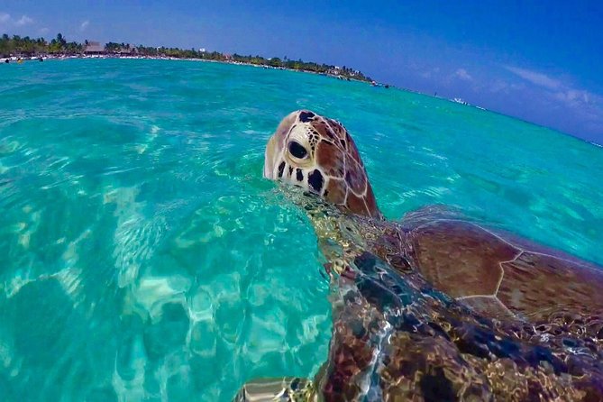 Snorkel St. John Tour from Sapphire and Margaritaville - Key Points