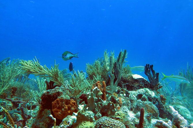 Coral Reef and Turtle Discovery Tour - A Detailed Look at the Experience