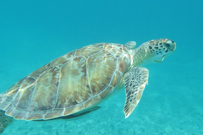 Small Group Sea Turtle Tour (Guaranteed to see turtles) - Final Thoughts: Is This Tour Right for You?