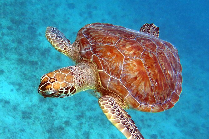 Small Group Sea Turtle Tour (Guaranteed to see turtles) - An In-Depth Look at the Small-Group Sea Turtle Snorkeling Tour