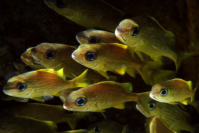 St Thomas Kayak and Sea Turtle Snorkel Excursion - FAQ