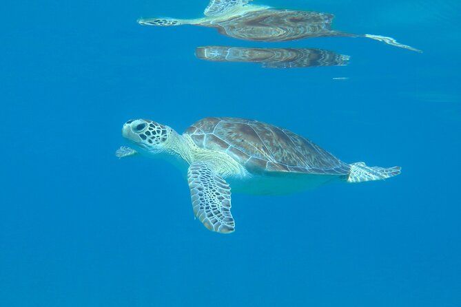 St Thomas Kayak and Sea Turtle Snorkel Excursion - Key Points