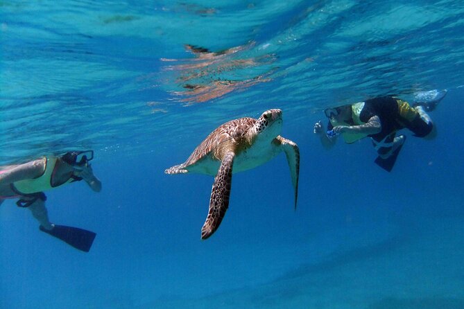 Turtle Cove Catamaran Snorkel and Sail at Little Buck Island STT - Authentic Experiences and Guest Insights