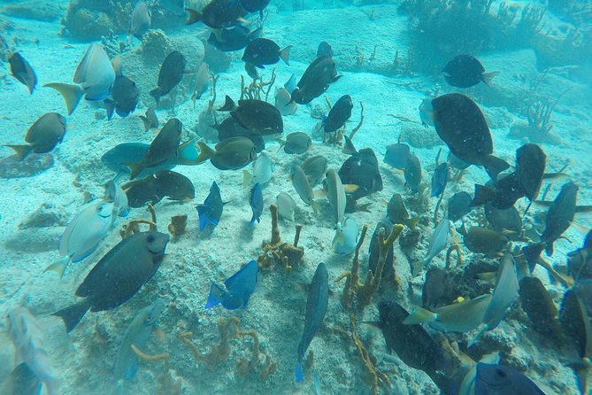 Turtle Cove Catamaran Snorkel and Sail at Little Buck Island STT - The Sum Up: Why This Tour Is a Great Choice