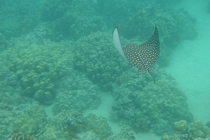 Two Stop Snorkel and Shipwreck from Dockyard - Frequently Asked Questions