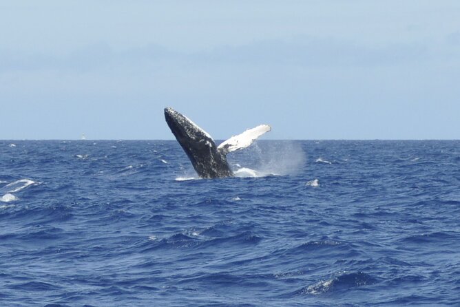 Whale Watching on Coral Princess in Bermuda - In-Depth Review of the Coral Princess Whale Watching Tour