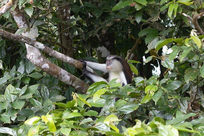 Grenada River Tubing and Annandale Falls Private Tour - FAQs