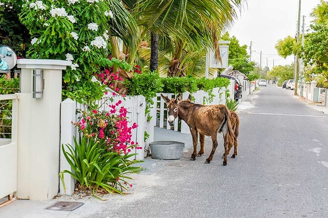 Explore Gorgeous Grand Turk: Self-Guided Audio Tour - Exploring Grand Turk with a Self-Guided Audio Tour