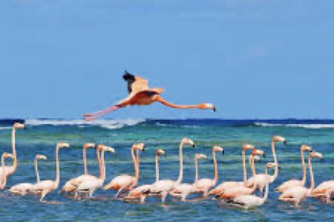 Exclusive Private Land Tour of Grand Turk - Who Should Consider This Tour?