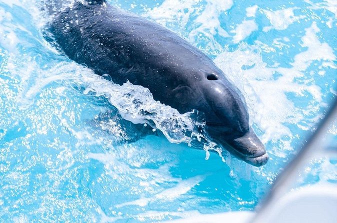 Private Grace Bay Boat Sunset Tour with Pickup - FAQ