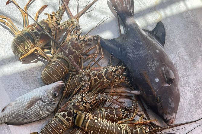 4HR-Halfday Private Fishing Tour in Gracebay - Who Will Love This Tour?