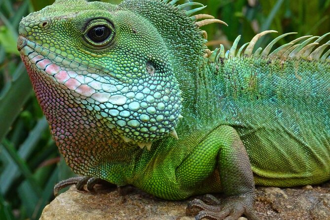 Mangrove Cay And Iguana Island Venture In Turks And Caicos Island - Key Points