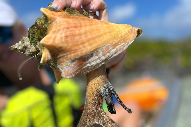 Clear Kayak Eco Tour Explore Mangroves and Meet the Turtles - Starting Point and Logistics
