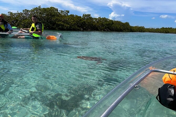 Clear Kayak Eco Tour Explore Mangroves and Meet the Turtles - Itinerary Breakdown
