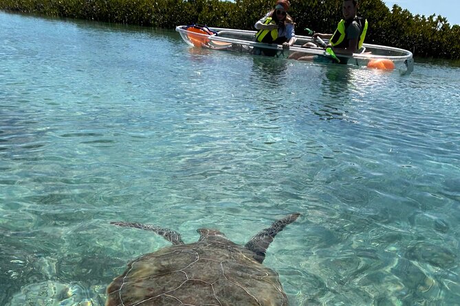 Clear Kayak Eco Tour Explore Mangroves and Meet the Turtles - Key Points