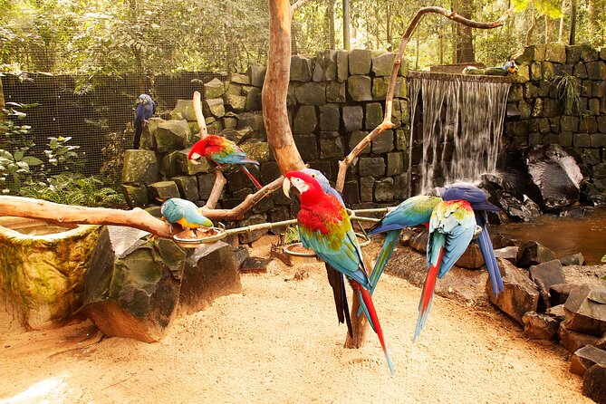 Bird Park General Admission Ticket and Tour - In-Depth Review of the Bird Park Tour