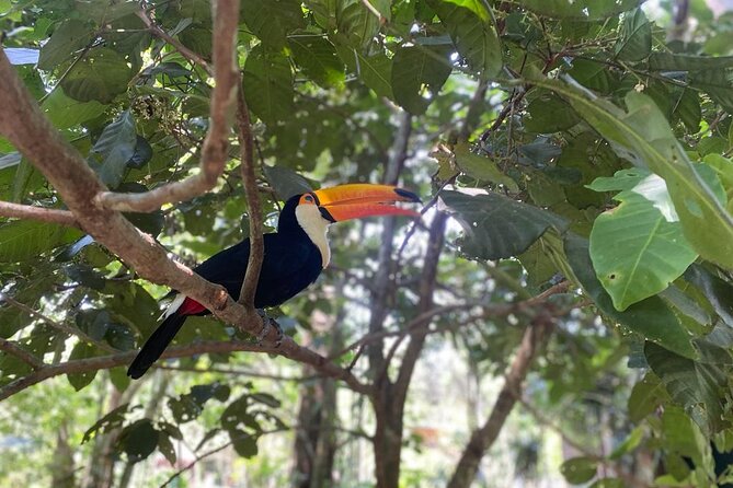 Tour 1 day: Brazilian Falls, Macuco Safari and Bird Park - Frequently Asked Questions (FAQs)