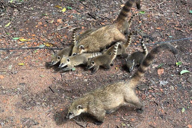 Private tour to Argentine and Brazilian Falls - Final Thoughts