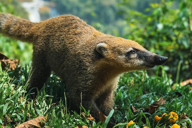 Iguazu Falls Private Tour Argentinean side with Navigation option - Authentic Experiences and Authentic Views