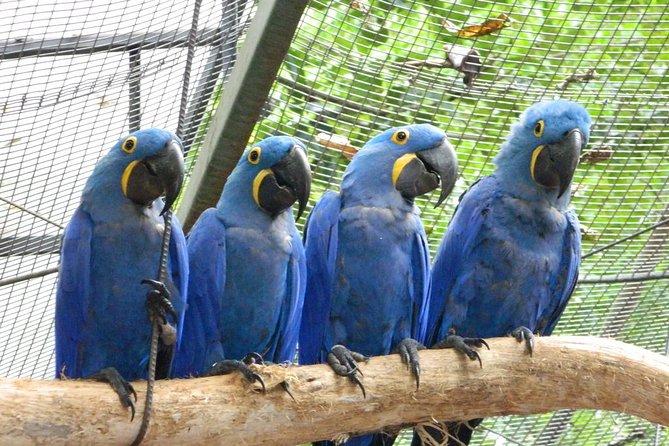 Iguassu Falls Brazilian Side & Bird Park & Macuco - Exclusive Gran Meliá Iguazú - Final Thoughts