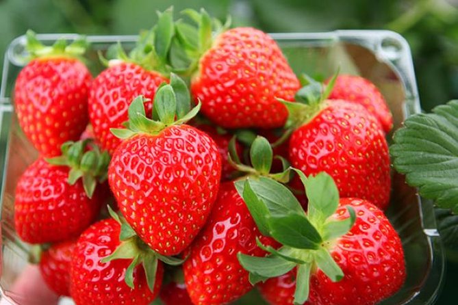 Strawberry Picking+Nami Island+Eobi Valley+Garden Lighting Fest - In-Depth Look at the Itinerary