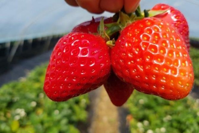 Strawberry Picking+Nami Island+Eobi Valley+Garden Lighting Fest - Authentic Traveler Perspectives