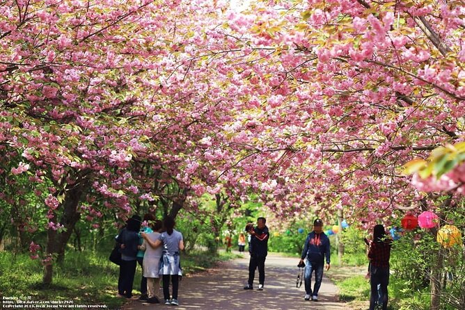 Spring Flower Festival and Seosan Gaesimsa and Munsusa Tour - Pyeongtaek Flower Village: Spring’s Vibrant Heart