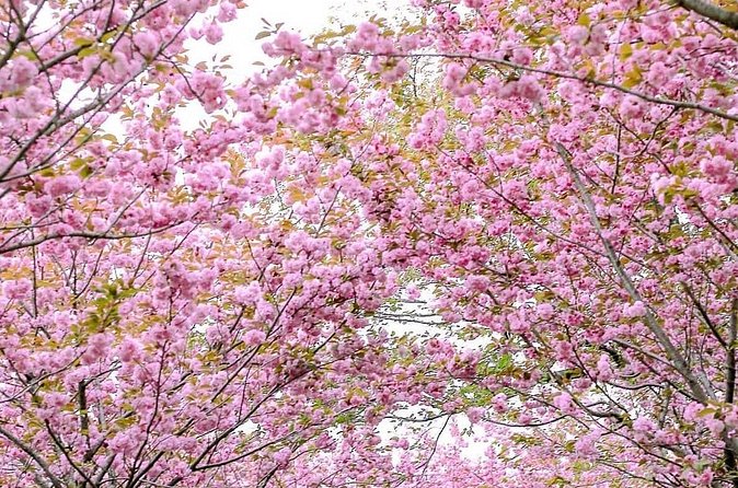 Spring Flower Festival and Seosan Gaesimsa and Munsusa Tour - Return to Seoul: A Relaxed Finish