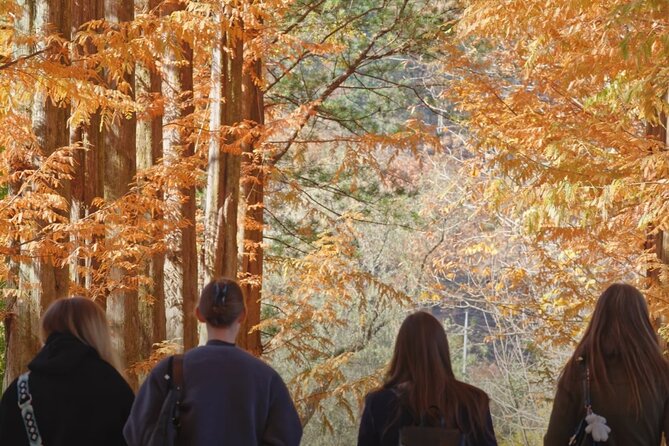 Private Tour to Nami Island Petite France and Railbike GyeongGang - Why This Tour Offers Good Value