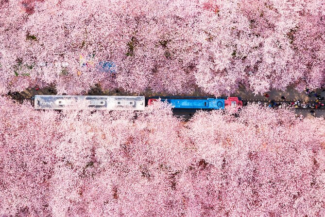 Jinhae Cherry Blossom Festival Gyeonghwa Stn Day Tour from Seoul - Authentic Experiences from Fellow Travelers