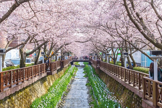 Jinhae Cherry Blossom Festival Gyeonghwa Stn Day Tour from Seoul - FAQs