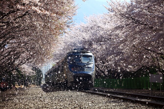Jinhae Cherry Blossom Festival Gyeonghwa Stn Day Tour from Seoul - Final Thoughts: Is It Worth It?