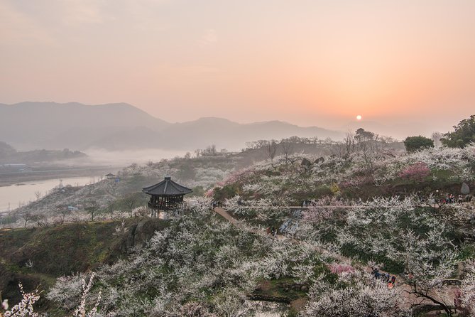 Gwangyang Maewha Flower and Jeonju Hanok Village 1 day trip from Seoul - Who’s This Tour Best For?
